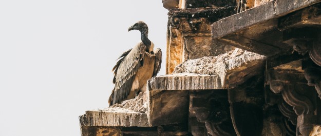 Indian vulture sat on a temple